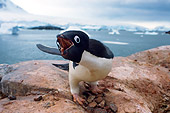 BRD 05 SK0065 01
Adelie Penguin Vocalizing On Rock Nest Antarctica