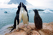 BRD 05 SK0066 01
Two Adelie Penguin Adults Vocalizing By Chick On Rock Nest Antarctica