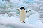 BRD 05 SK0067 01
Adelie Penguin Flapping On Glacial Ice Antarctica