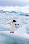 BRD 05 SK0068 01
Adelie Penguin Flapping On Glacial Ice Antarctica