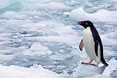 BRD 05 SK0069 01
Adelie Penguin Standing On Glacial Ice Antarctica