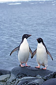 BRD 05 SK0070 01
Adelie Penguins Standing On Rock By Ocean Antarctica