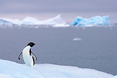 BRD 05 SK0071 01
Adelie Penguin Standing On Sea Ice Antarctica