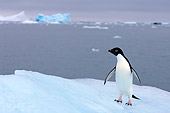 BRD 05 SK0072 01
Adelie Penguin Standing On Sea Ice Antarctica