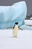BRD 05 SK0073 01
Adelie Penguin Flapping On Sea Ice Antarctica