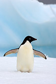 BRD 05 SK0074 01
Adelie Penguin Flapping On Sea Ice Antarctica