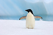 BRD 05 SK0075 01
Adelie Penguin Flapping On Sea Ice Antarctica