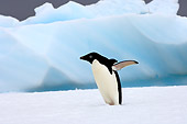BRD 05 SK0076 01
Adelie Penguin Flapping On Sea Ice Antarctica