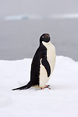 BRD 05 SK0077 01
Adelie Penguin Standing On Sea Ice Antarctica