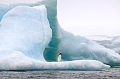 BRD 05 SK0078 01
Adelie Penguin Standing On Sea Ice Antarctica