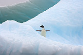 BRD 05 SK0079 01
Adelie Penguin Standing On Sea Ice Antarctica