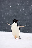 BRD 05 SK0080 01
Adelie Penguin Waddling On Snow Antarctica