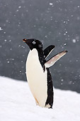 BRD 05 SK0081 01
Adelie Penguin Waddling On Snow Antarctica