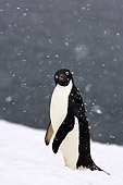 BRD 05 SK0082 01
Adelie Penguin Standing On Snow Antarctica