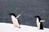 BRD 05 SK0083 01
Adelie Penguins Waddling On Snow Antarctica