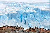 BRD 05 SK0084 01
Adelie Penguin Rookery By Sea Ice Antarctica