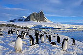 BRD 05 SK0085 01
Adelie Penguin Colony Congregating On Snow Antarctica