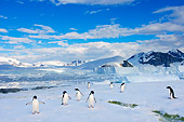 BRD 05 SK0086 01
Adelie Penguins By Mountain Antarctica