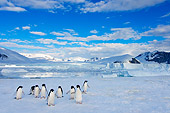 BRD 05 SK0087 01
Adelie Penguins By Mountain Antarctica