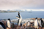 BRD 05 SK0088 01
Adelie Penguins Antarctica