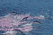 BRD 05 SK0089 01
Gentoo Penguins Swimming Southern Ocean Antarctica