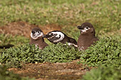 BRD 05 SM0013 01
Magellanic Penguin With Two Chicks At Burrow