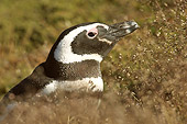 BRD 05 SM0014 01
Magellanic Penguin At Burrow