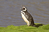 BRD 05 SM0015 01
Magellanic Penguin Calling