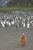 BRD 05 SM0017 01
King Penguin Chick At Edge Of Colony