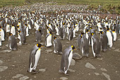 BRD 05 SM0018 01
King Penguin Colony With Males Booring Eggs