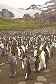 BRD 05 SM0019 01
King Penguin Colony Males Have Eggs On Feet
