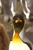 BRD 05 SM0020 01
King Penguin Portrait