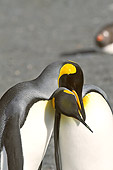 BRD 05 SM0022 01
Courting King Penguins