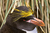 BRD 05 SM0023 01
Macaroni Penguin Portrait