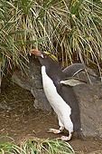 BRD 05 SM0024 01
Macaroni Penguin In Nesting Area