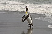 BRD 05 SM0025 01
King Penguin Coming Out Of Surf