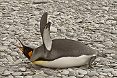 BRD 05 SM0026 01
King Penguin Cooling Off