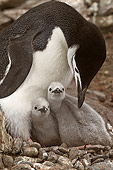 BRD 05 SM0027 01
Chinstrap Penguin With Two Chicks