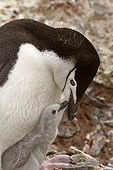 BRD 05 SM0029 01
Chinstrap Penguin With Chick