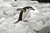 BRD 05 SM0030 01
Chinstrap Penguin Jumping