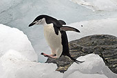 BRD 05 SM0031 01
Chinstrap Penguin Jumping