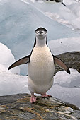 BRD 05 SM0032 01
Chinstrap Penguin At Edge Of Ice