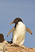 BRD 05 SM0033 01
Adelie Penguin