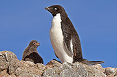 BRD 05 SM0034 01
Adelie Penguin With Chick