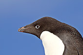 BRD 05 SM0035 01
Adelie Penguin Portrait