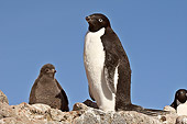 BRD 05 SM0036 01
Adelie Penguin With Chick