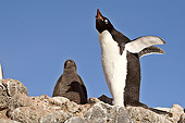 BRD 05 SM0037 01
Adelie Penguin With Chick