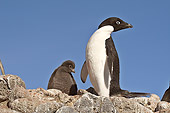 BRD 05 SM0038 01
Adelie Penguin With Chick