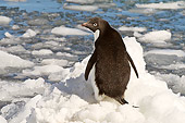 BRD 05 SM0040 01
Adelie Penguin Standing On Ice