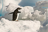 BRD 05 SM0042 01
Adelie Penguin Standing On Ice
